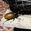 Hercules beetle