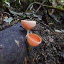 Cup Fungi