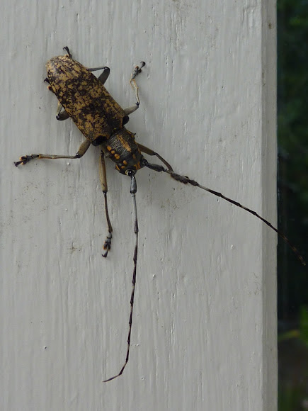 Spotting Image 1