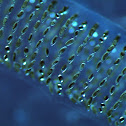 Midge egg mass