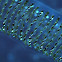 Midge egg mass