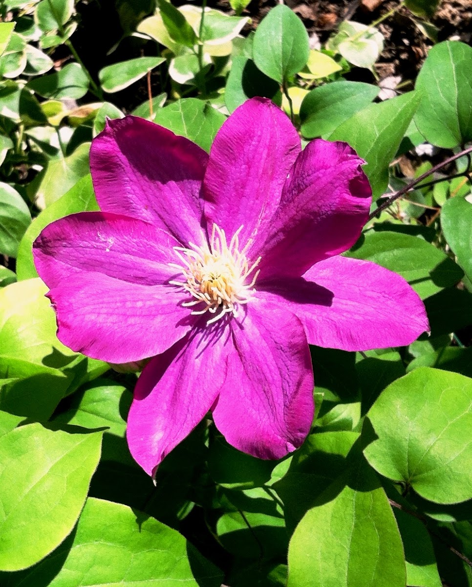 'Jackmanii' Clematis