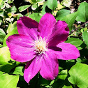 'Jackmanii' Clematis
