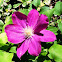 'Jackmanii' Clematis