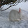 STEM BUNNIES - Endangered Rabbit Search