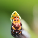 Lily Moth Caterpillar