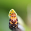 Lily Moth Caterpillar