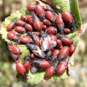 Nymph each red bug. Ninfa de chinche roja del melocotonero