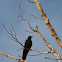 American Crow