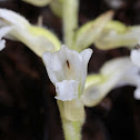 orchid