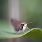 Clouded skipper butterfly
