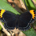 Cadytis Metalmark
