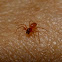 Sheetweb spider