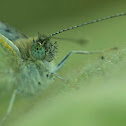 Cabbage White Butterfly