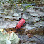 Cardinal beetle