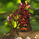 Starfruit