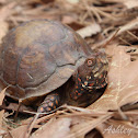 Three-toed Box Turtle