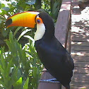 Toucan