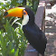 Toucan