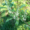 Autumn Olive