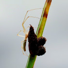 Long-jawed spider