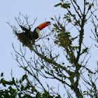 Tucano