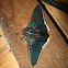 Guava Skipper
