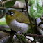 Sri Lanka White-eye