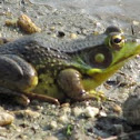 Green Frog