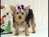 Mido Yorkshire Cachorro Llamado Es Para La Adopci