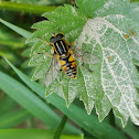 Hoverfly