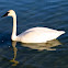 Trumpeter Swan