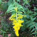 Tall Goldenrod