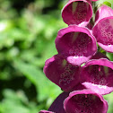 Purple Foxglove