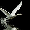 Mute Swan