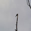 Carolina Wren