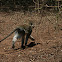 Vervet monkey
