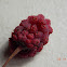 Chinese Dogwood