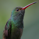 Rufous-tailed Hummingbird