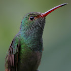 Rufous-tailed Hummingbird