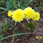 Asteraceae