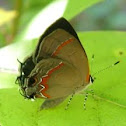 Red Banded hairstreak