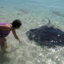 Stingrays