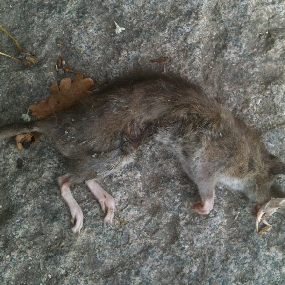 Spotting Image 1