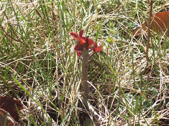 Spotting Image 1