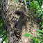 Plantain squirrel