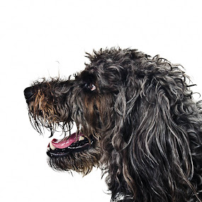 Fun with Rio by Judith Grieves - Animals - Dogs Portraits
