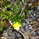 creeping cinquefoil, European cinquefoil or creeping tormentil