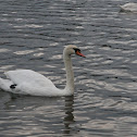 Swan (Cigno)