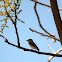 Asian Brown Flycatcher